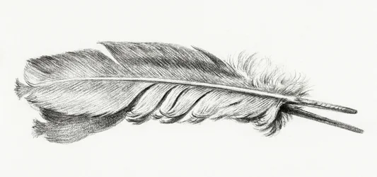 Pluma