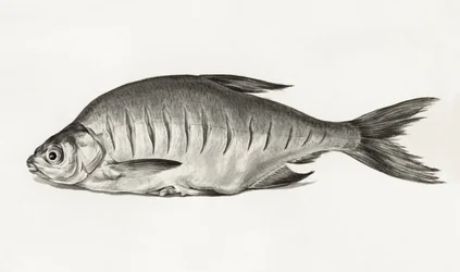 Fish (1775-1833)