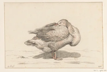 gans