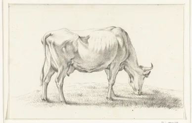 Vaca pastando, a la derecha