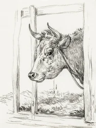 Cabeza de vaca (1820)