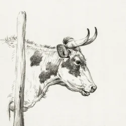 Cabeza de vaca, hacia la derecha (1820)