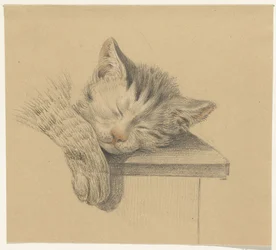 Cabeza y pata de un gato dormido