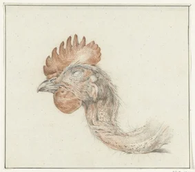 Cabeza de un pollo muerto
