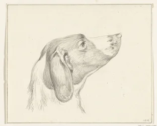 Cabeza de perro, a la derecha