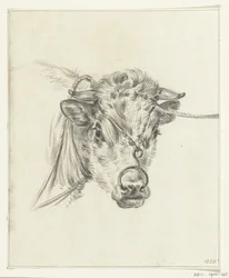 Cabeza de vaca, con un anillo en la nariz