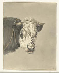 Cabeza de vaca, con un anillo en la nariz, de frente