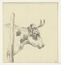Cabeza de vaca, a la derecha