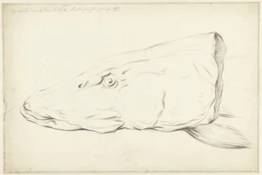 cabeza de lucio