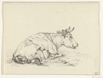 Vaca reclinada, a la derecha