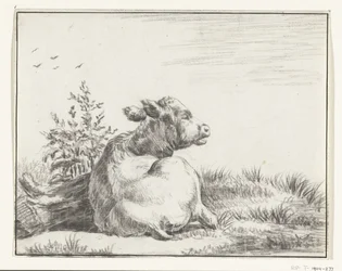 Vaca reclinada, desde atrás