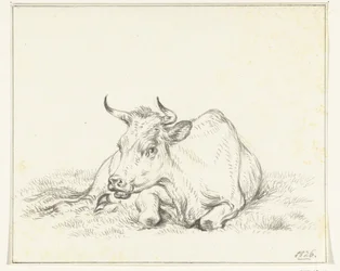 Vaca reclinada, de frente