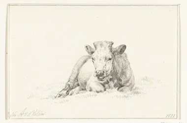 Vaca reclinada, de frente