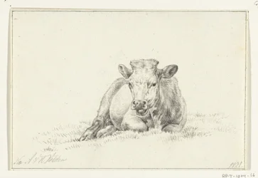 Vaca reclinada, de frente