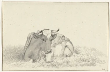 Vaca reclinada, de frente