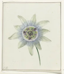 Flor de la pasión