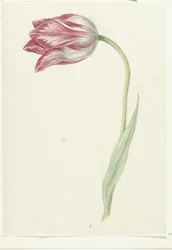 Tulipán rosa