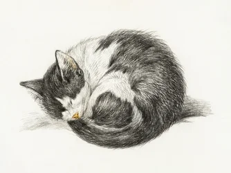 Gato acurrucado durmiendo (1825)