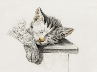 Boceto de un gato durmiendo