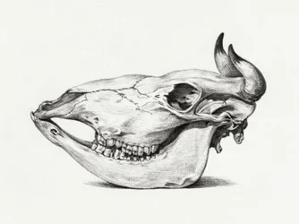 Cráneo de vaca (1816)