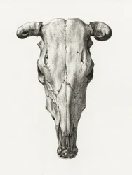 Cráneo de vaca. Vista frontal (1816)