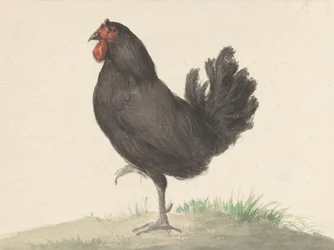 Pollo Negro de pie (1775-1833)