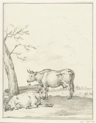 Vaca de pie y reclinada