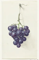 Racimo de uvas azules