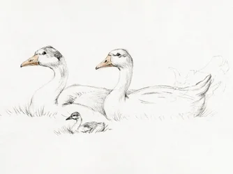 Dos gansos con un polluelo (1775-1833)