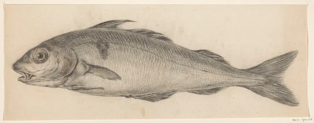 Pescado, a la izquierda