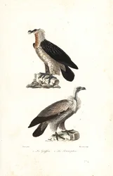 Águila barbuda y grifo de Eurasia.