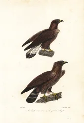 Águila real, Aquila chrysaetos.