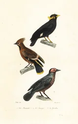 El myna de la colina, el waxwing de Bohemia y el coleto.
