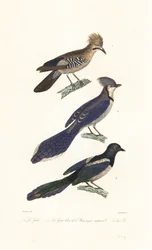 Arrendajo, arrendajo azul y urraca.