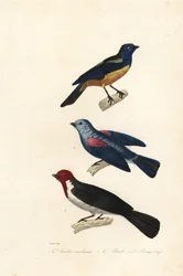 Tángara turquesa, tángara gris azulada y cardenal de cabeza roja.