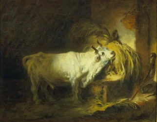 El toro blanco en el establo