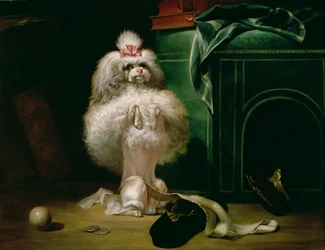 Un perro de la raza Havannah, 1768