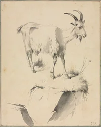 Estudio de una cabra