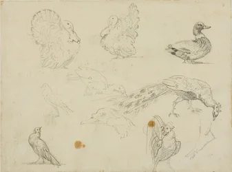 Bocetos de aves