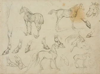 Bocetos de un caballo