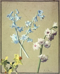 Un Jacinto Azul y uno Lavanda, y un Narciso Amarillo, c.1805
