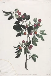 Colección de Flores y Frutas: Ramas de Cerezos Tempranos