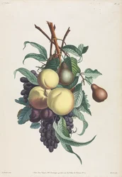 Colección de flores y frutas: Ramas de rousselet, durazno, ciruela y uva