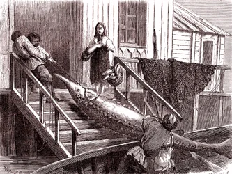 La pesca del esturión en el río Volga, Rusia. 1867 (grabado)