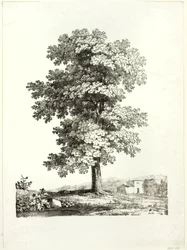 Estudio de un árbol