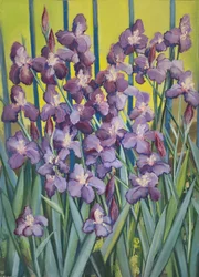 Purple Irises, 2023 (pastel sobre papel)
