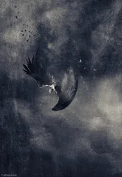 Pájaro oscuro cayendo