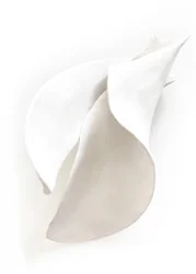 Curvas serenas en blanco