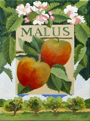 Malus (manzana), 2014 (acrílico sobre lienzo)