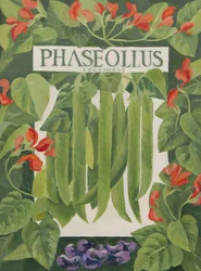 Phaseollus (judías verdes) (acrílico)